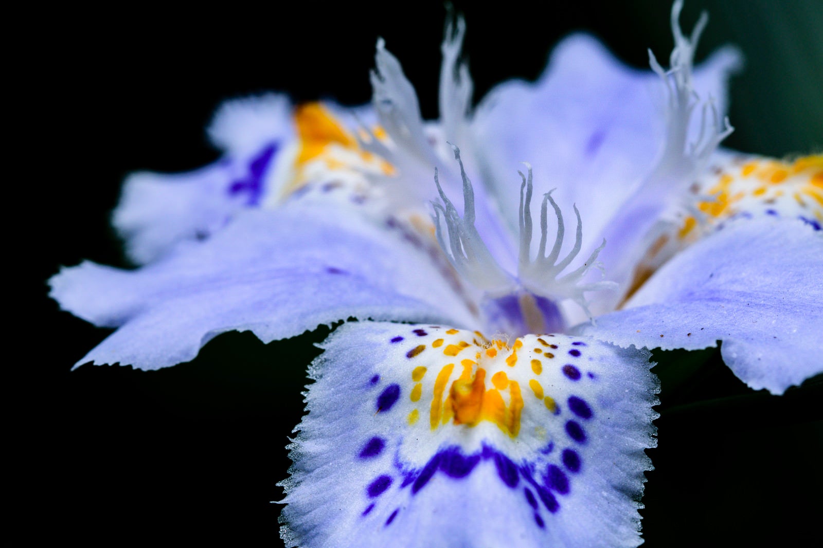 「シャガの花弁」の写真