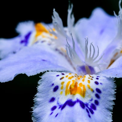シャガの花弁の写真