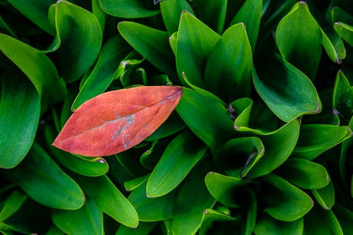 スズランの葉と落葉の写真
