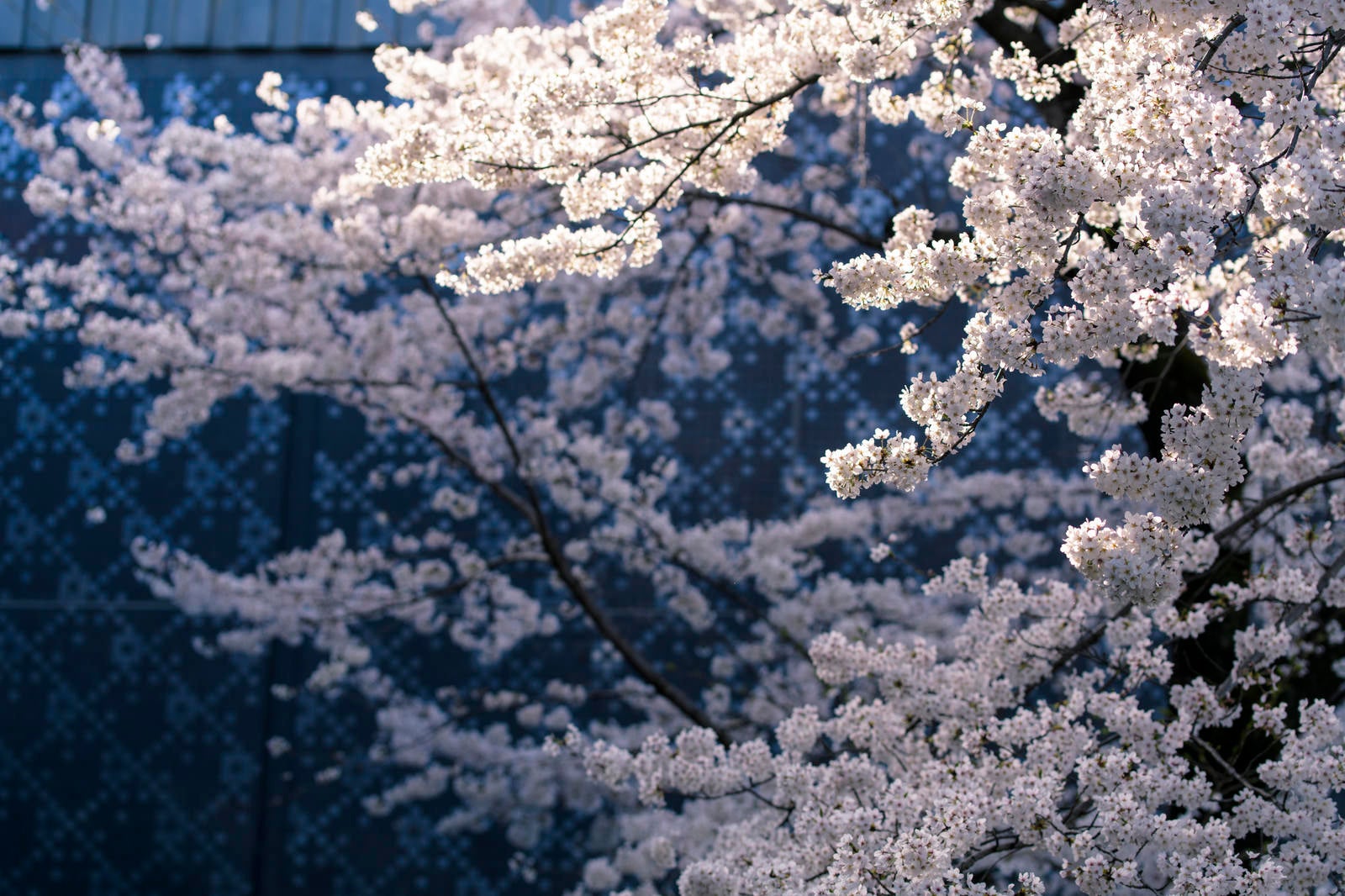 「陽光を浴びる桜」の写真