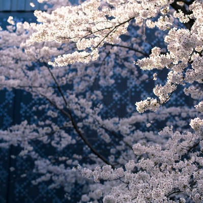 陽光を浴びる桜の写真