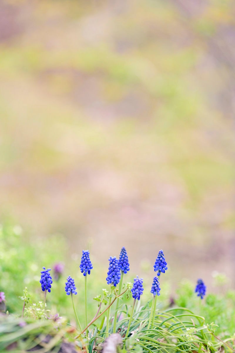 「春の訪れを感じるムスカリ」の写真