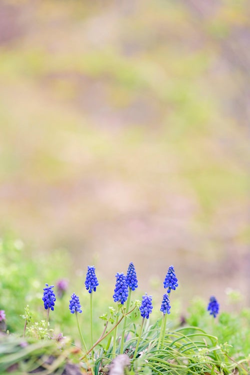 春の訪れを感じるムスカリの写真