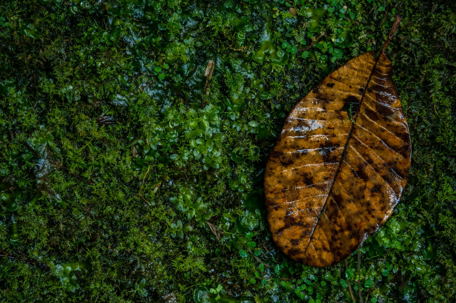 「苔生す中に落ちた枯葉」の写真