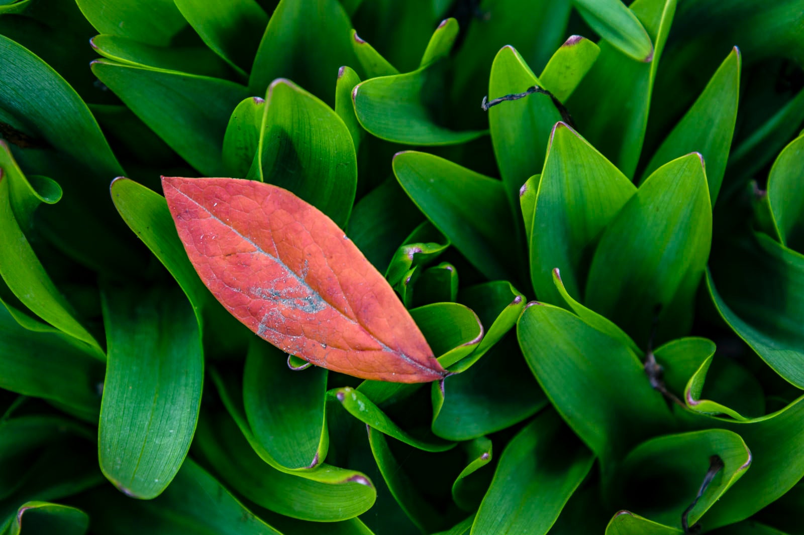 「鈴蘭の葉上に落ちた枯葉」の写真