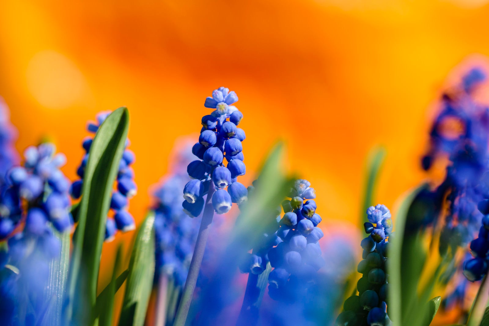 「花畑を彩るムスカリ」の写真