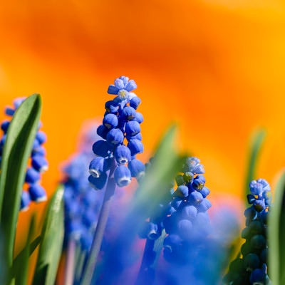 花畑を彩るムスカリの写真