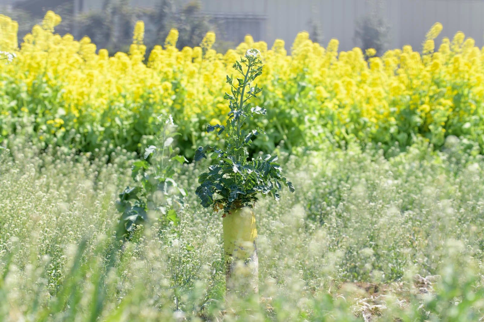 「菜の花畑に咲く大根」の写真