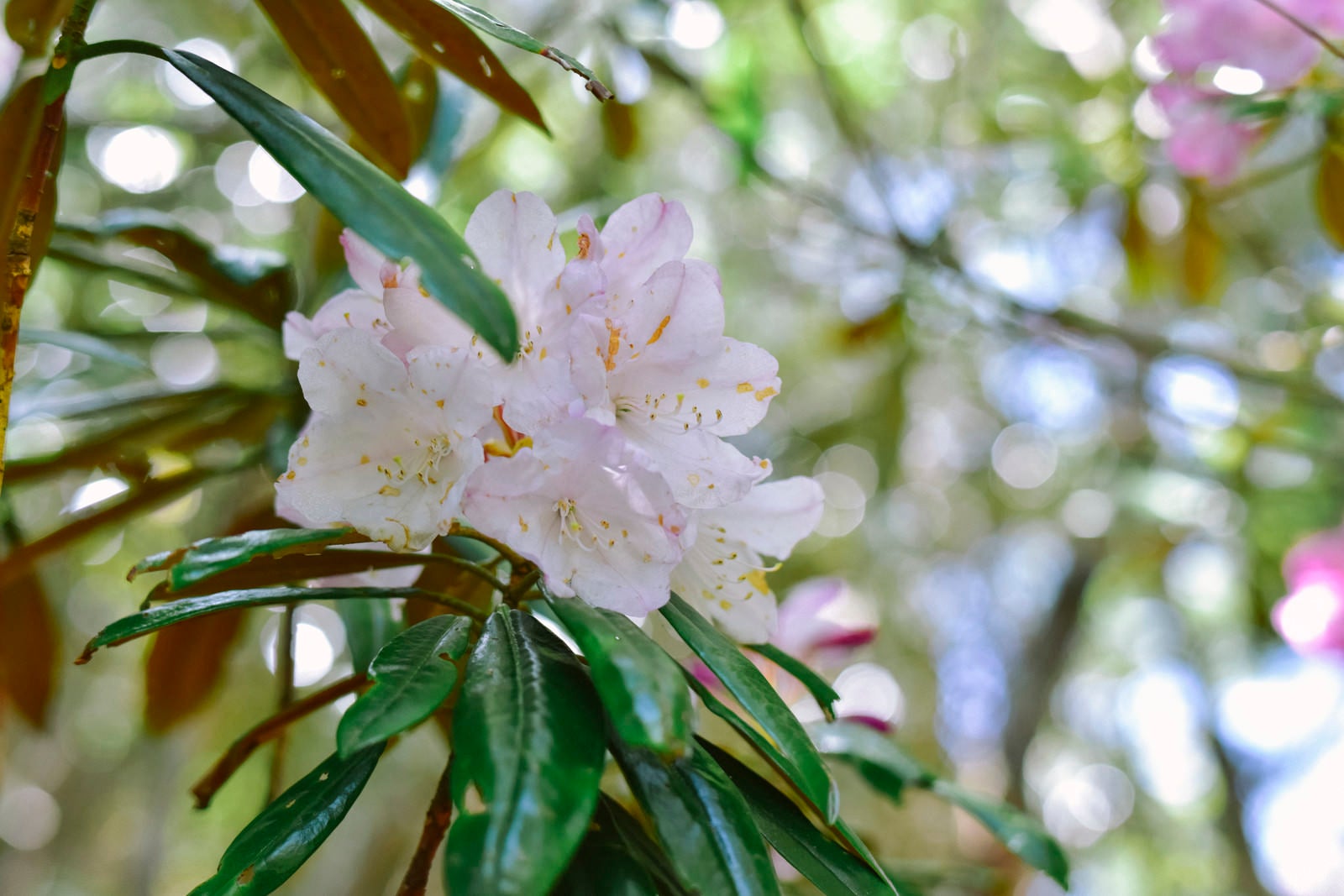 「木漏れ日の中に咲くシャクナゲ」の写真