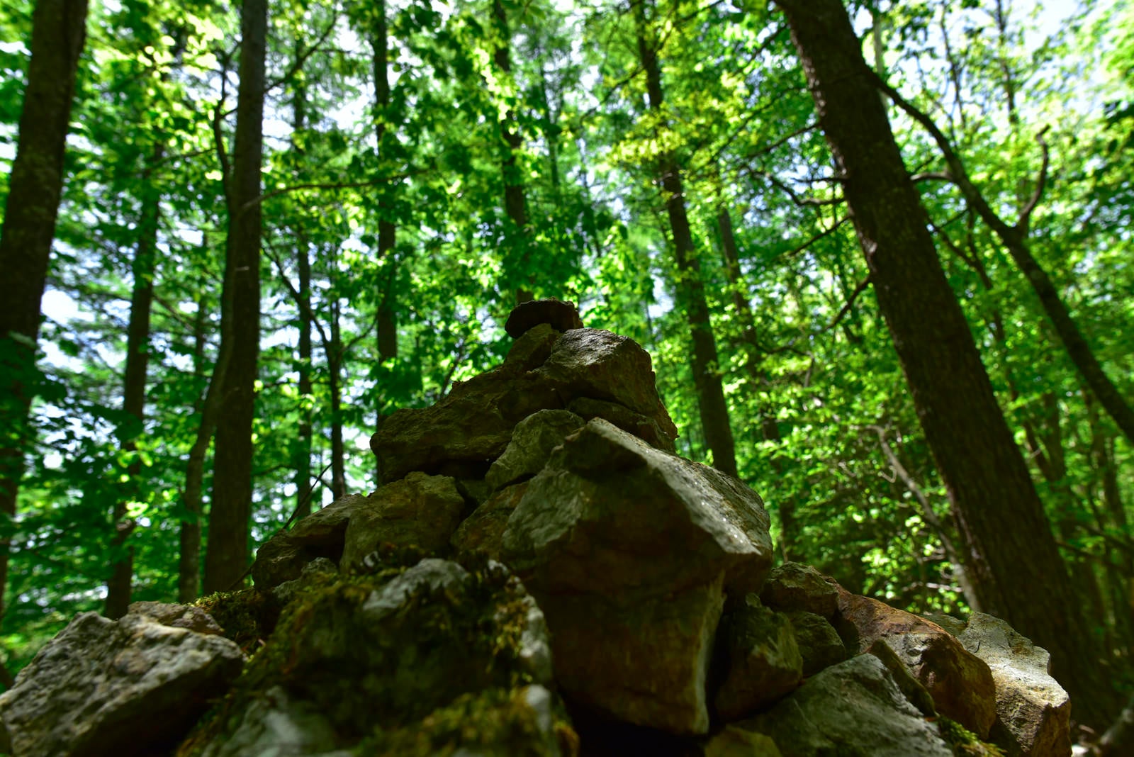「森の中に積まれたケルン」の写真