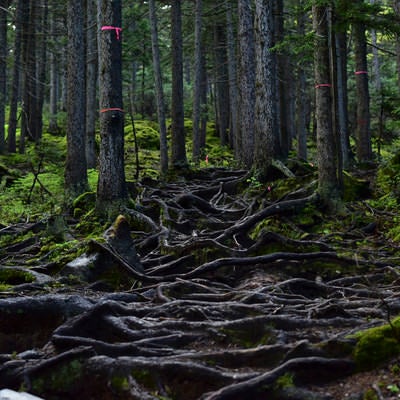木の根に覆われた不気味な山道の写真