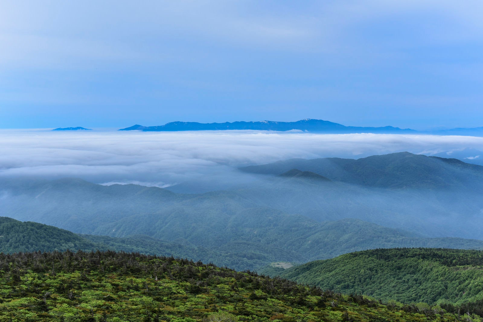 「樹林の奥に広がる滝雲と雲海（蔵王山）」の写真