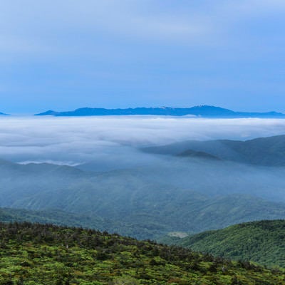 樹林の奥に広がる滝雲と雲海（蔵王山）の写真