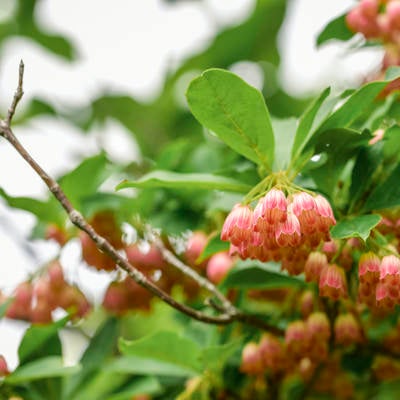満開に咲くサラサドウダン（更紗満点星）の写真