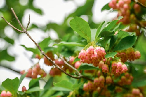 満開に咲くサラサドウダン（更紗満点星）の写真