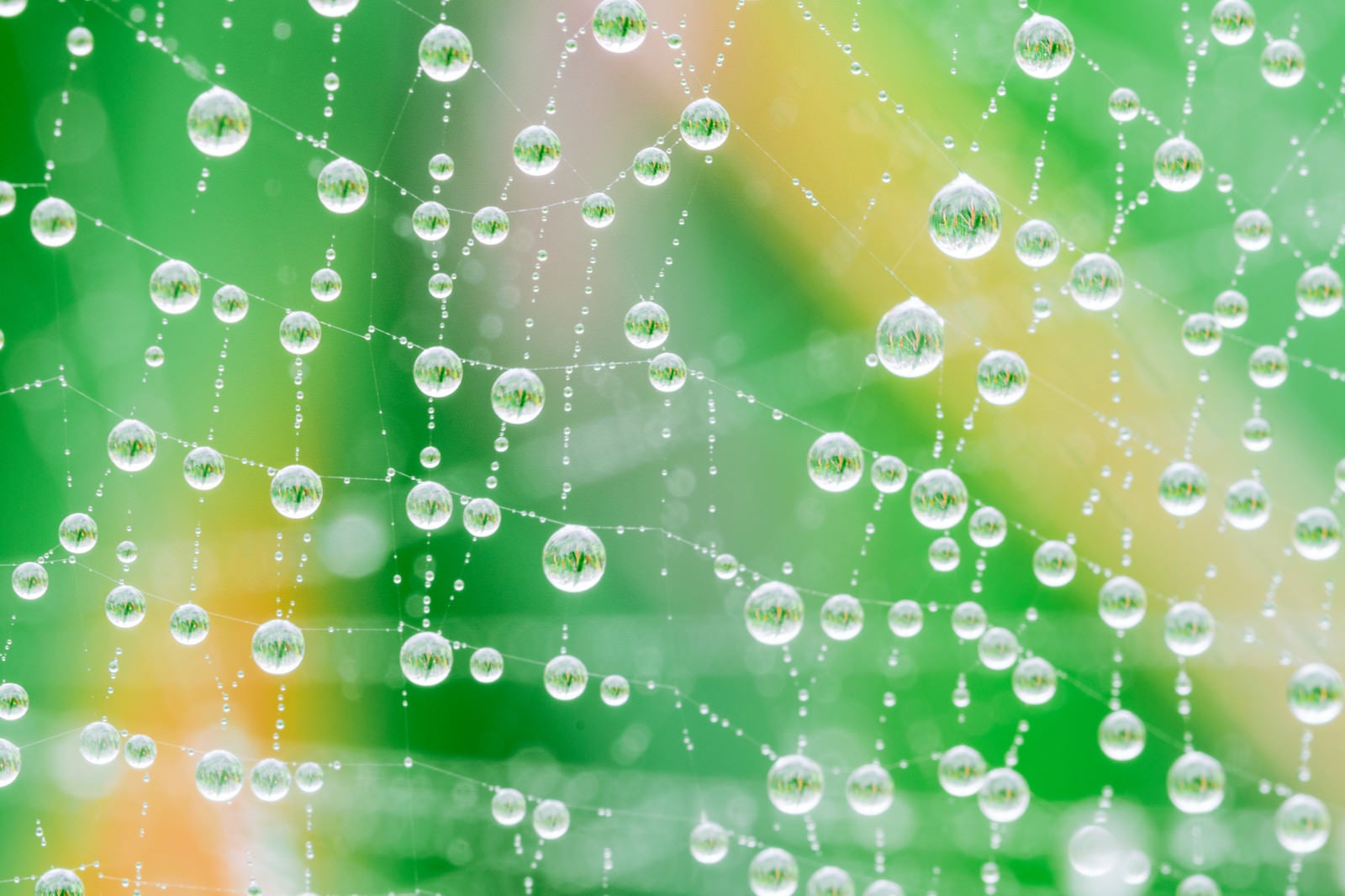 「雨上がりの蜘蛛の巣に輝く水滴」の写真