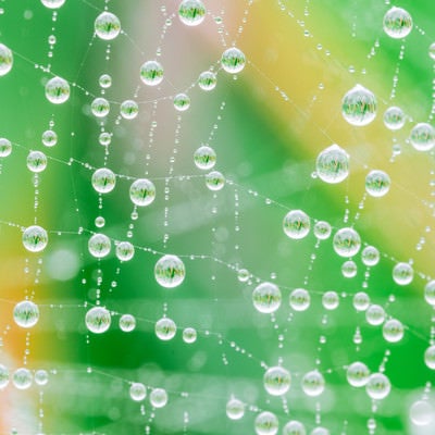 雨上がりの蜘蛛の巣に輝く水滴の写真