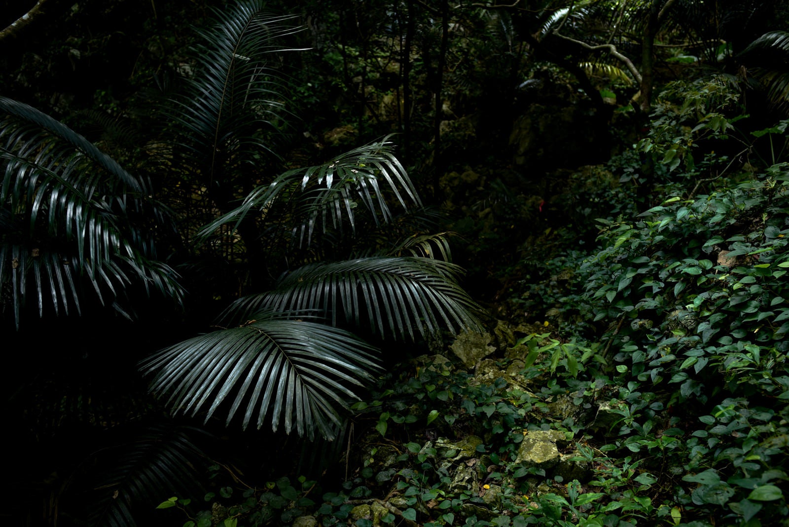 「嘉津宇岳の密林（沖縄県）」の写真