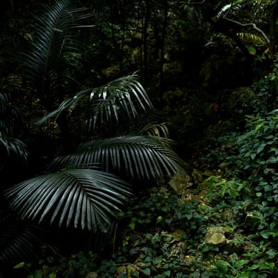 嘉津宇岳の密林（沖縄県）の写真