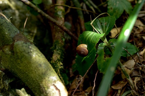 密林に潜むカタツムリ（沖縄県）の写真