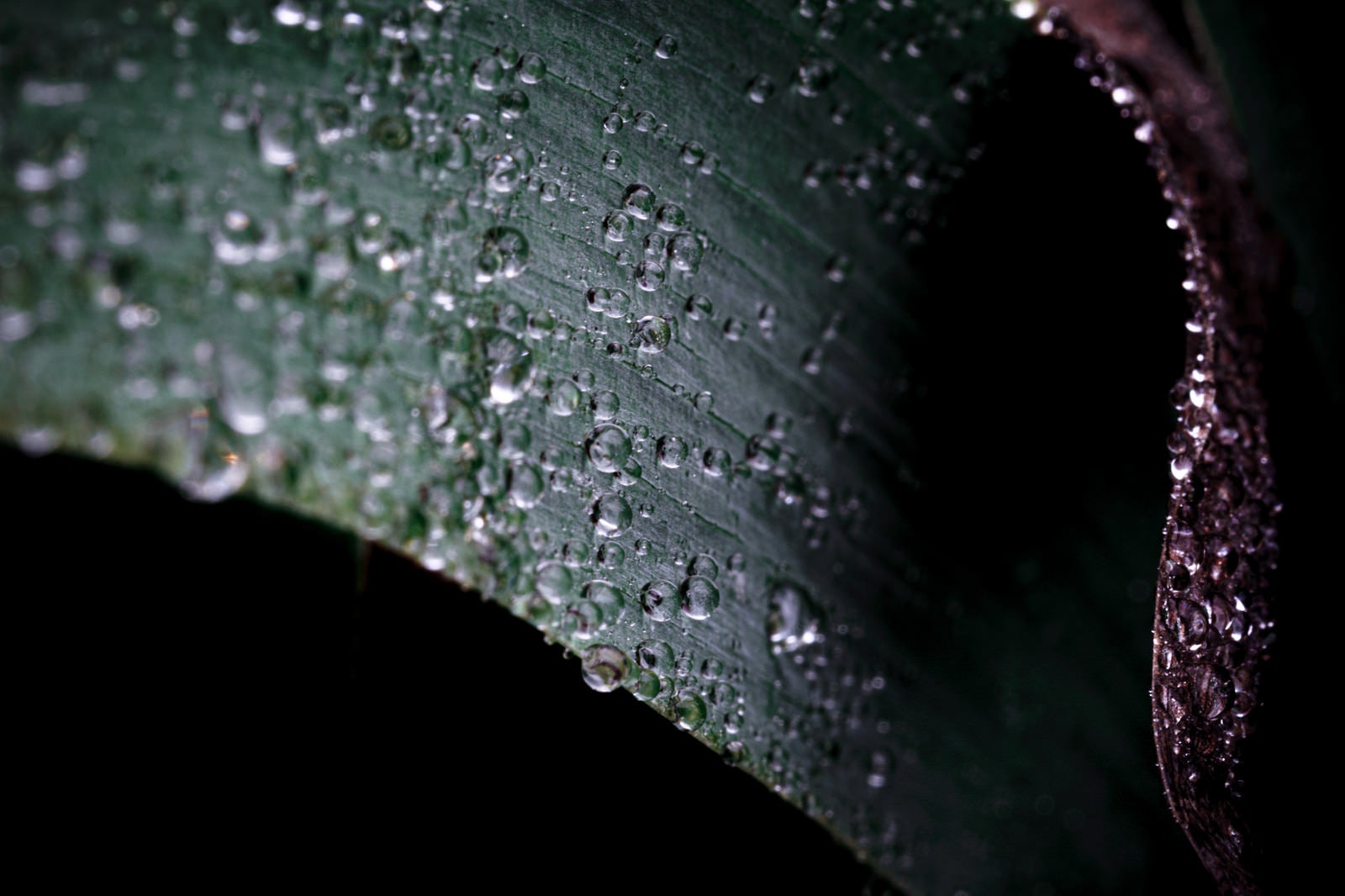 「水滴がまとわりつく草の質感」の写真