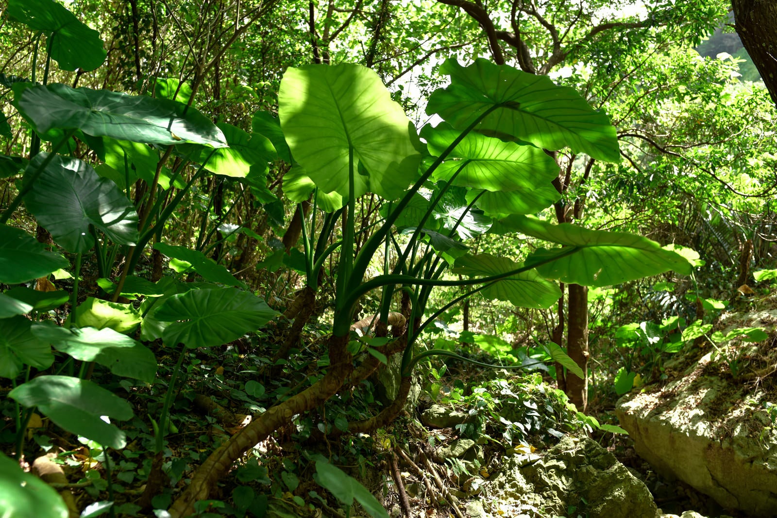 「森の中に大きく葉を広げる野生のクワズイモ（沖縄県）」の写真