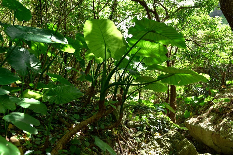 森の中に大きく葉を広げる野生のクワズイモ（沖縄県）の写真