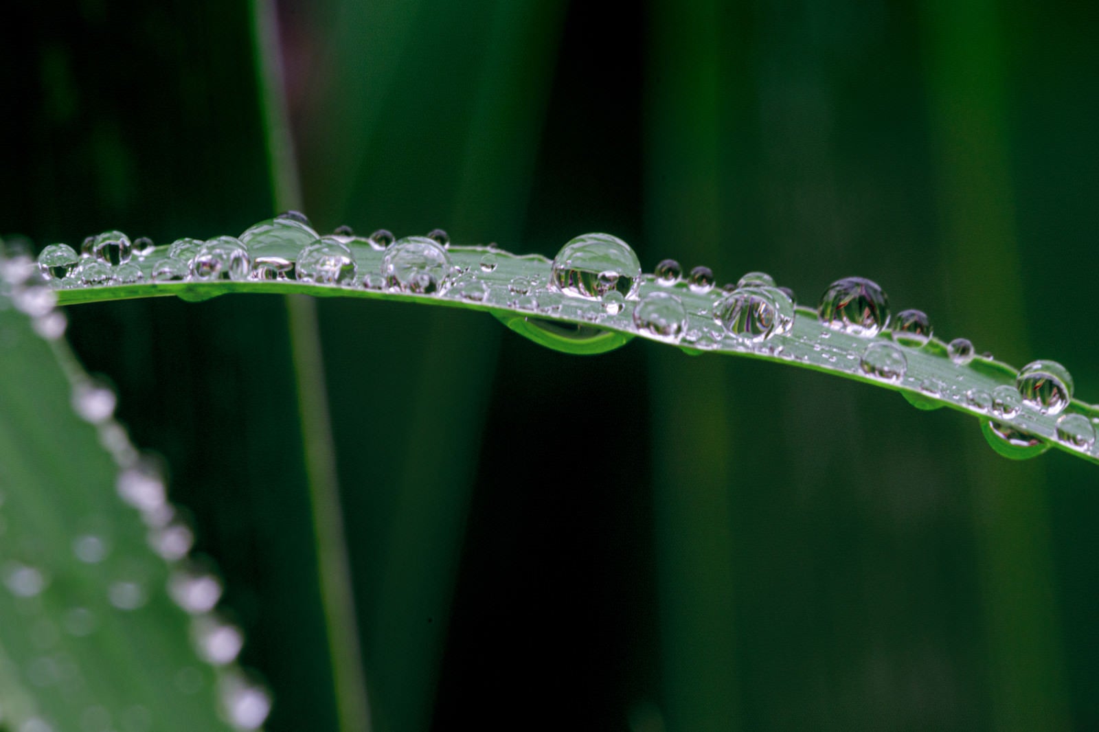 「雨の滴を纏った草」の写真