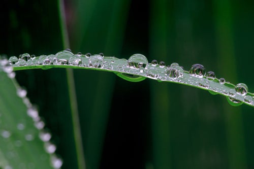 雨の滴を纏った草の写真