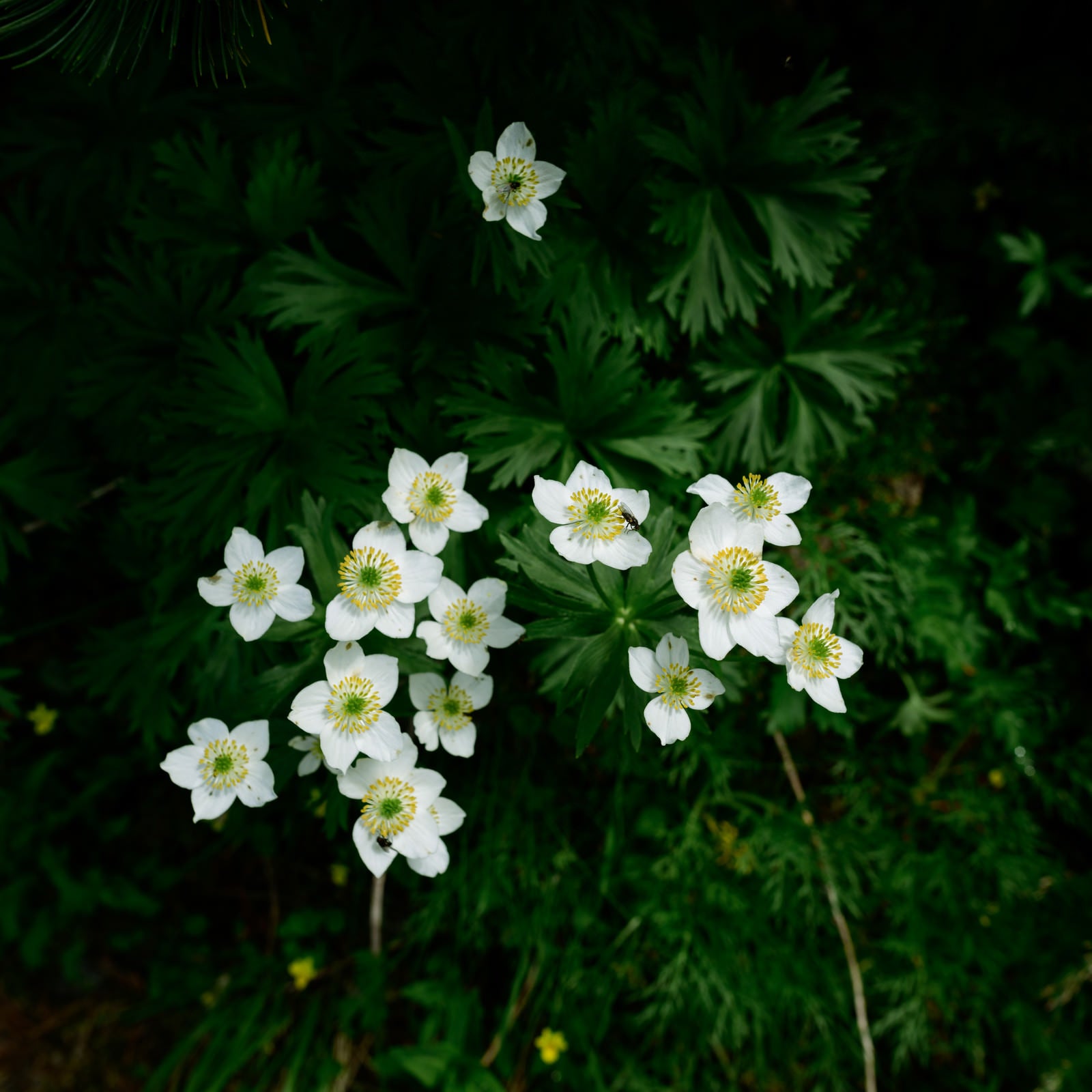「ハクサンイチゲの花（高山植物）」の写真