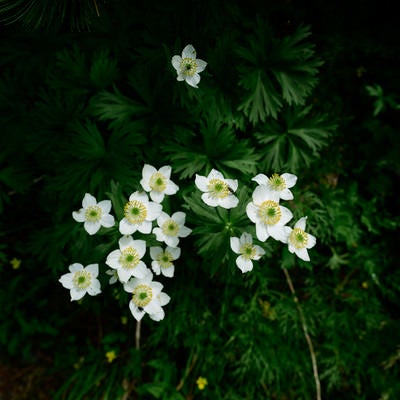 ハクサンイチゲの花（高山植物）の写真
