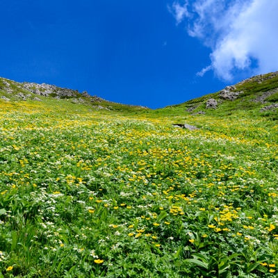 悪沢岳のお花畑（南アルプス）の写真