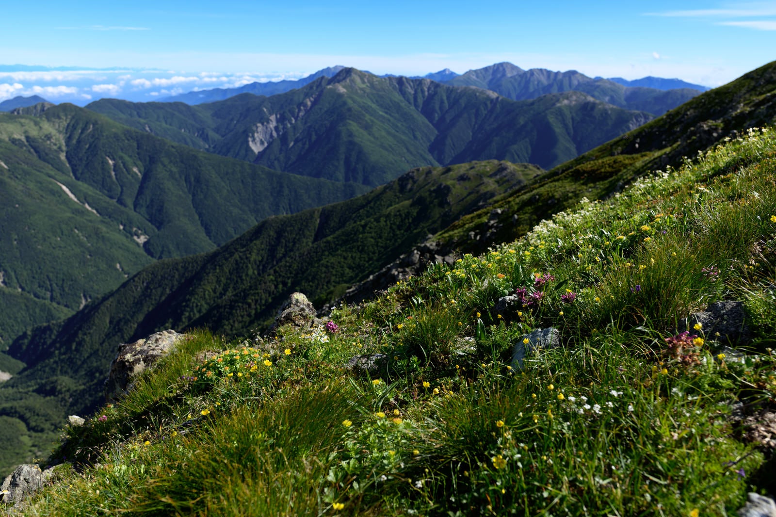 「山に咲く花と南アルプス北部の山々」の写真