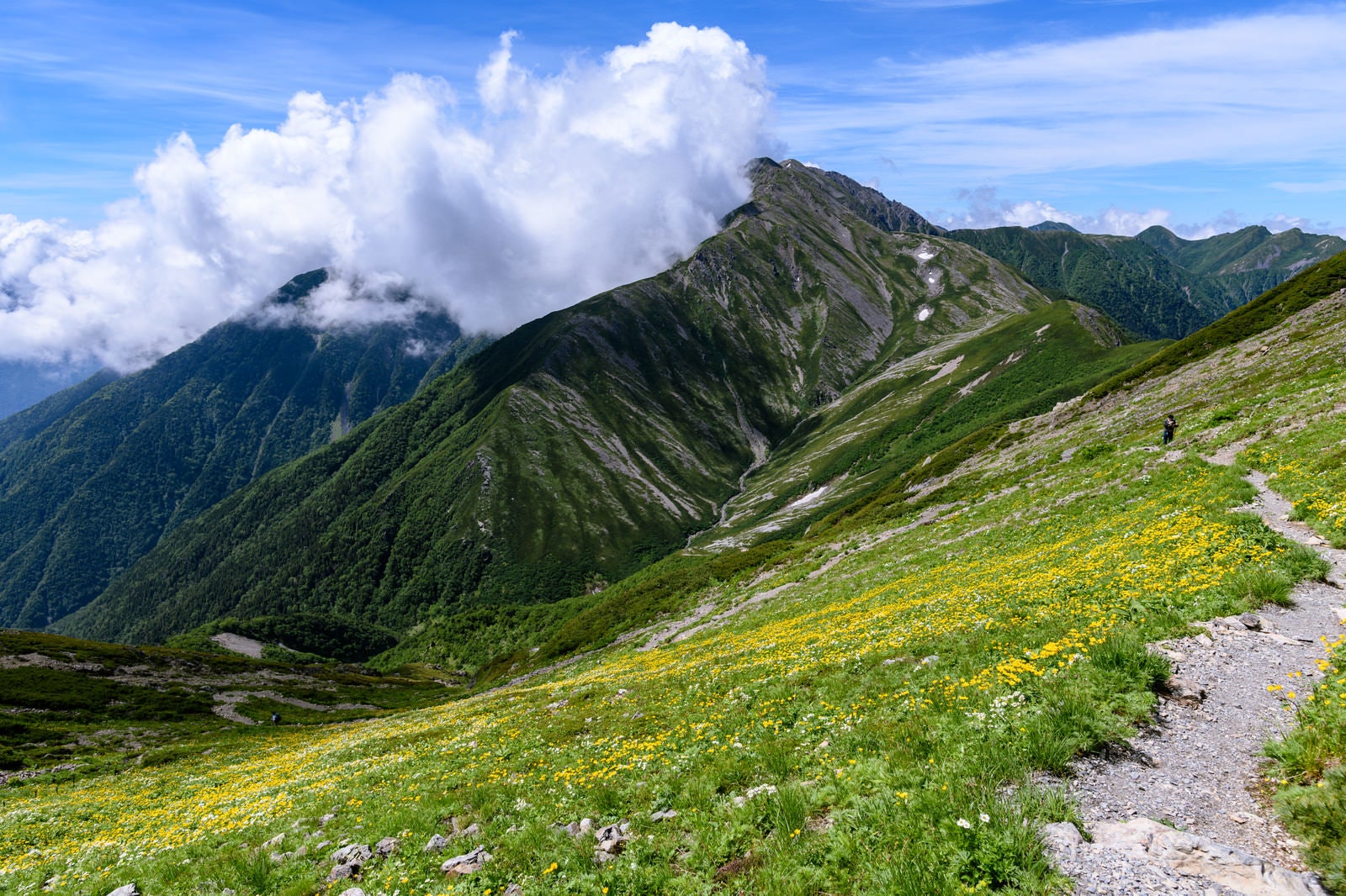 「花畑の登山道と赤石岳（南アルプス）」の写真