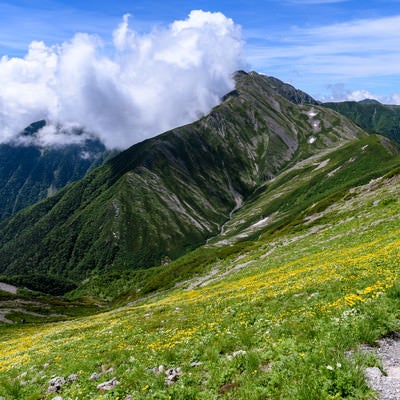 花畑の登山道と赤石岳（南アルプス）の写真