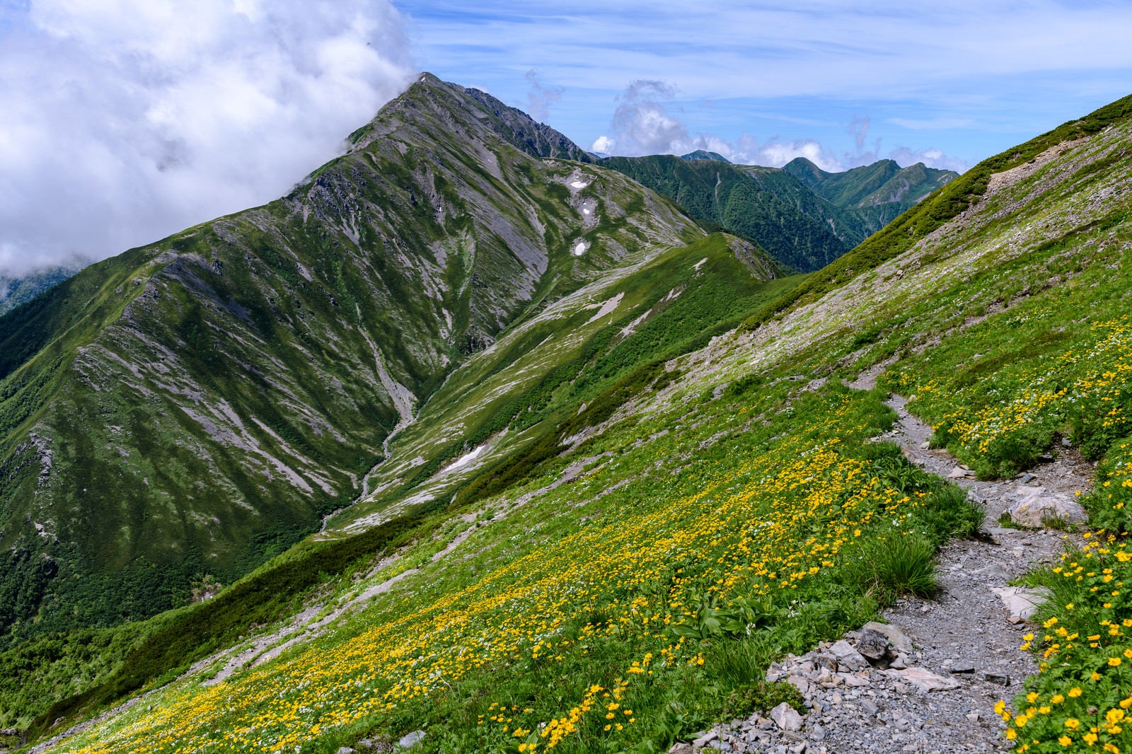 「花畑を進む登山道と赤石岳（南アルプス）」の写真