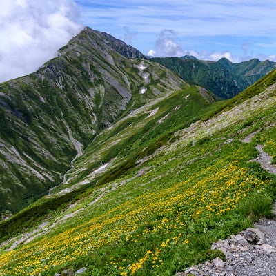 花畑を進む登山道と赤石岳（南アルプス）の写真