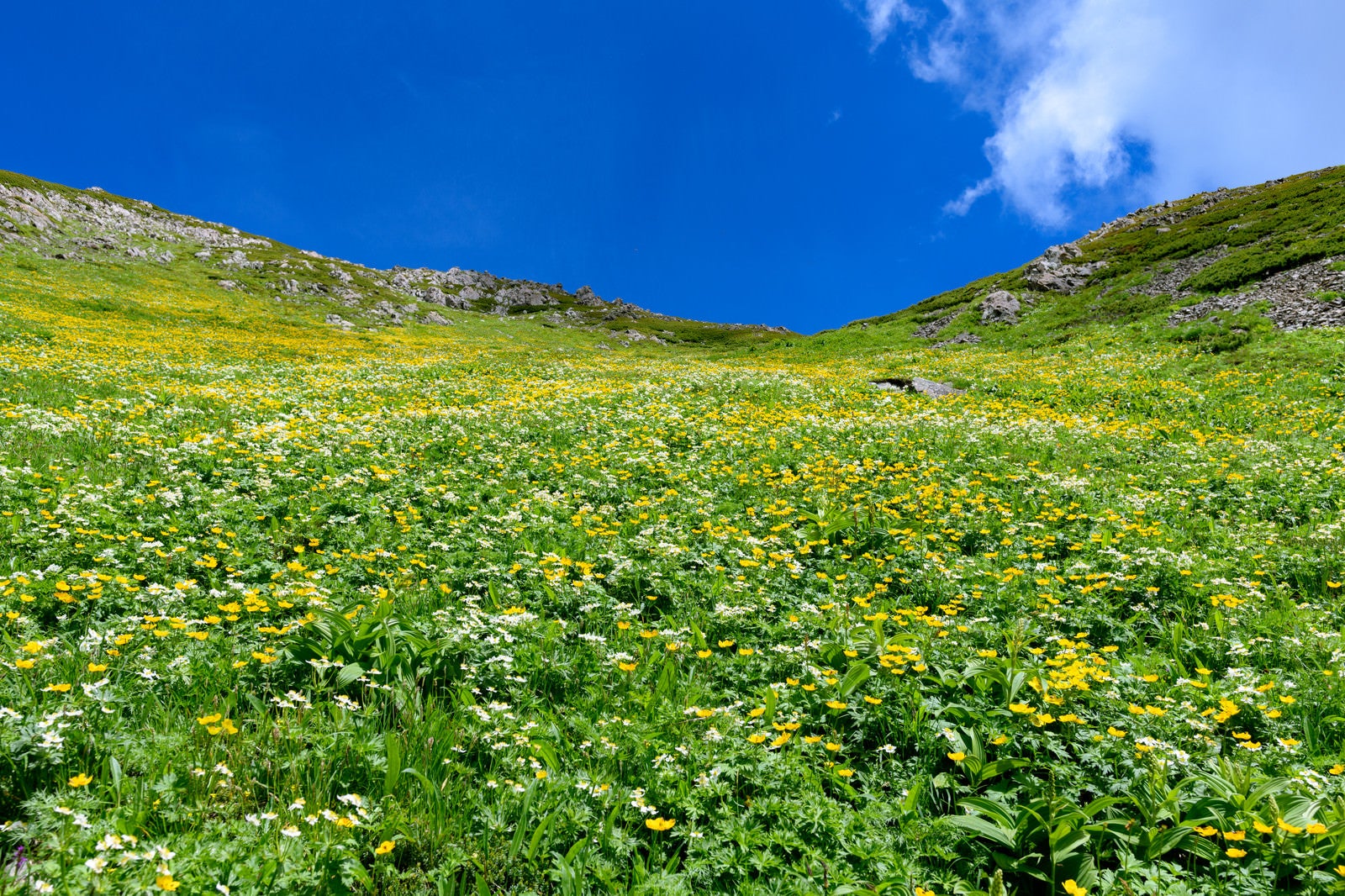 「カールに咲き乱れる高山植物（悪沢岳）」の写真