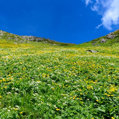 カールに咲き乱れる高山植物（悪沢岳）の写真