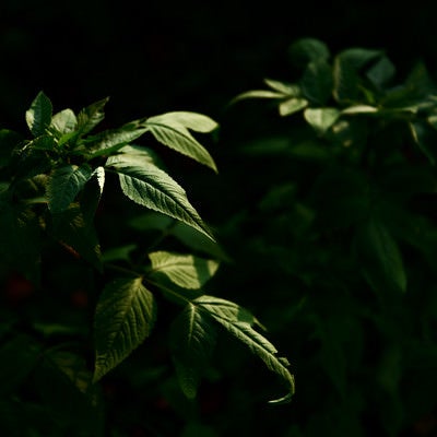 暗闇から浮かび上がる植物の写真