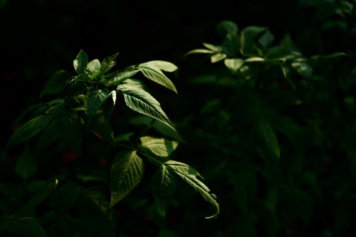 暗闇から浮かび上がる植物の写真
