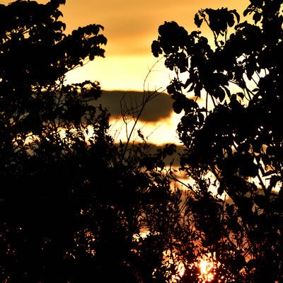 夕日と木々のシルエットの写真