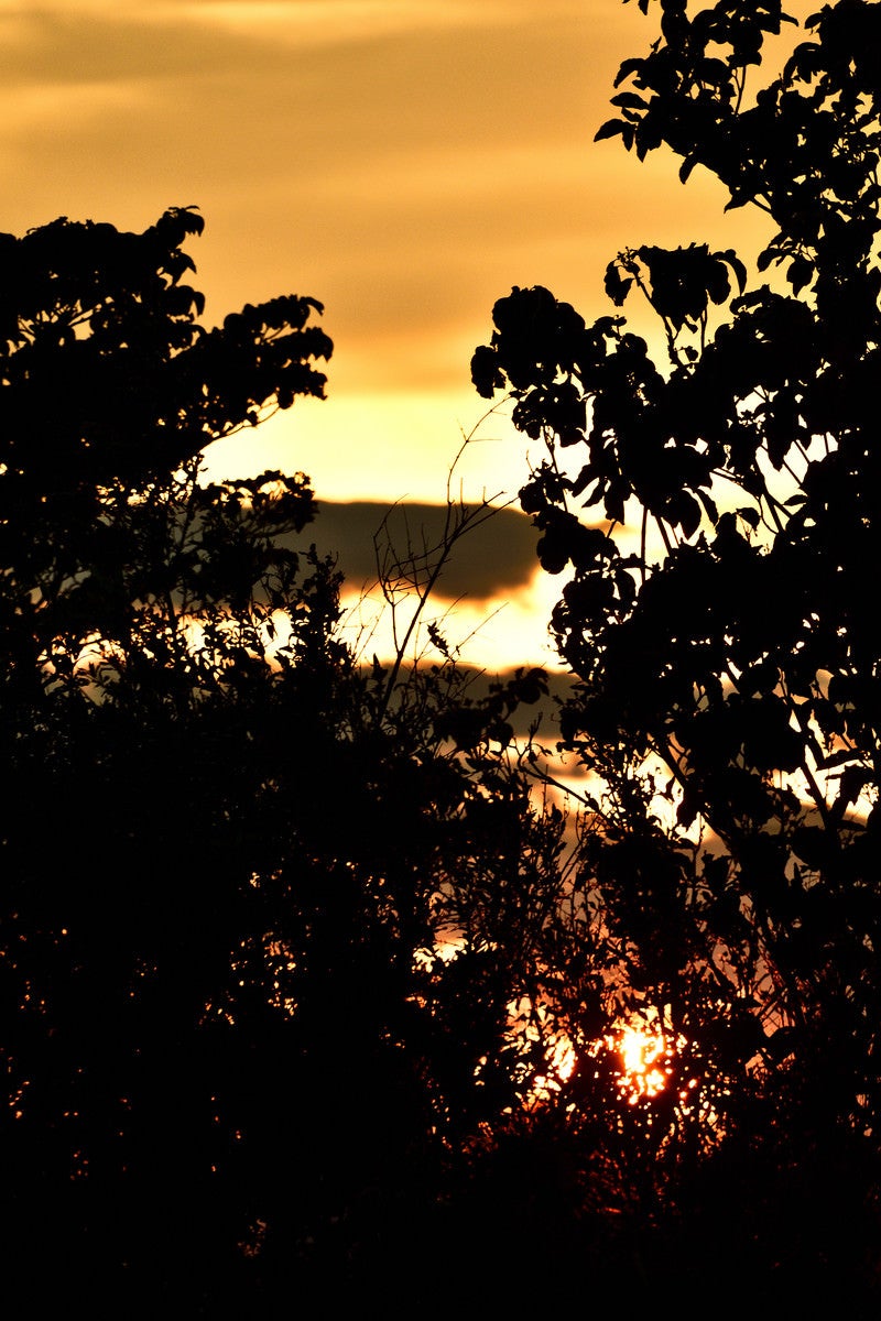 「夕日と木々のシルエット」の写真