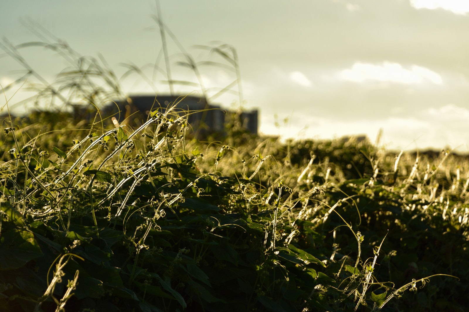「夕日に輝く河川敷の草」の写真