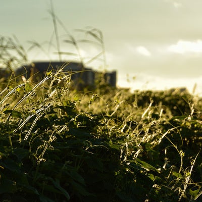 夕日に輝く河川敷の草の写真