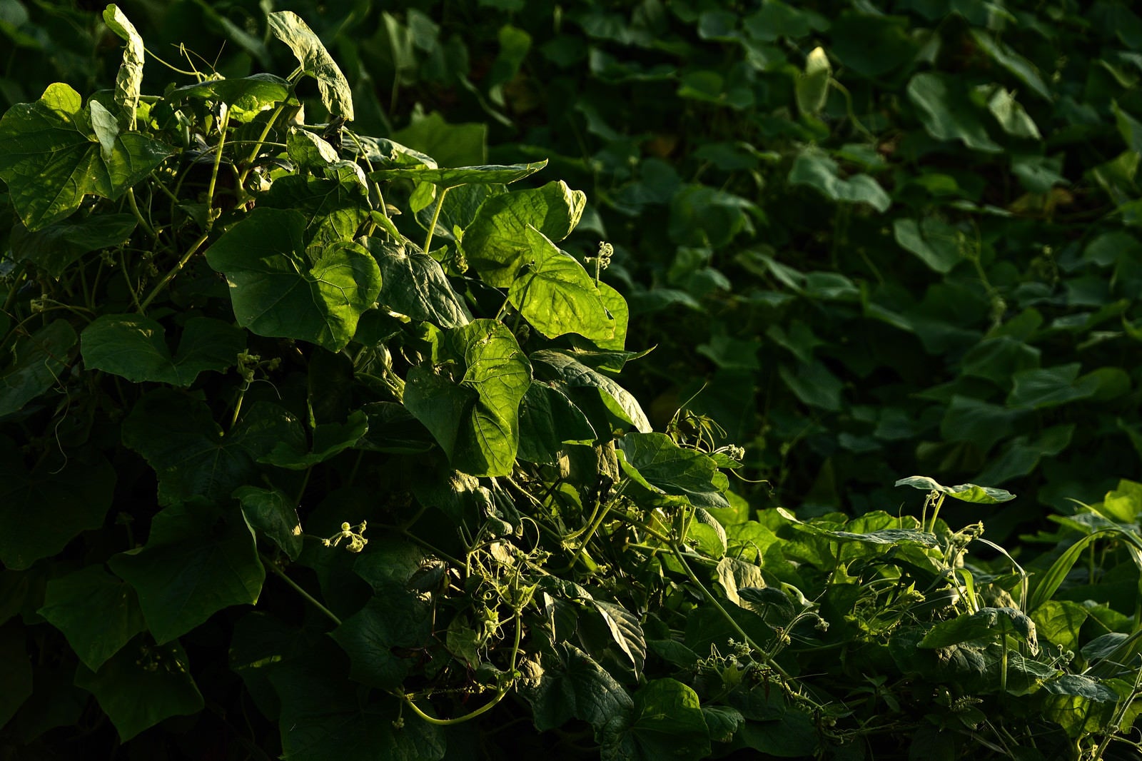 「夕日を受ける雑草（つる植物）」の写真