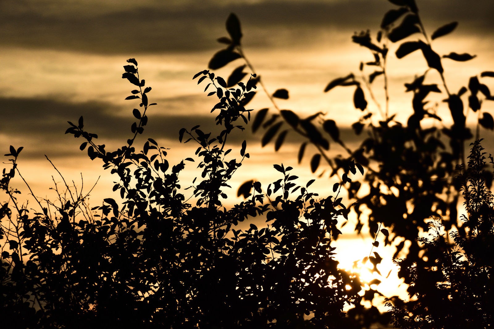 「黄金色に染まる夕日と木々のシルエット」の写真