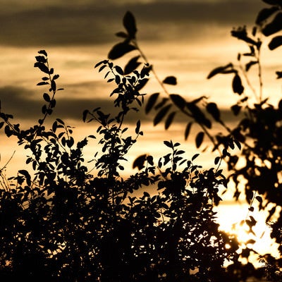 黄金色に染まる夕日と木々のシルエットの写真
