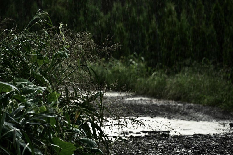 雨の農道の写真