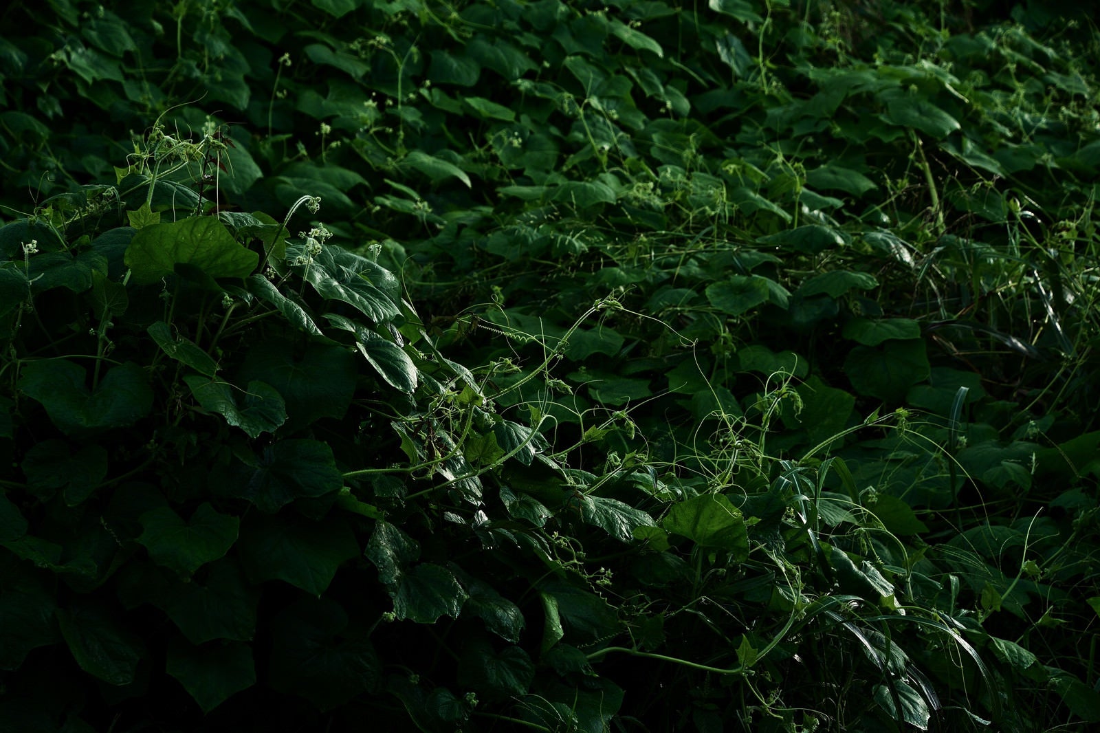 「鬱蒼と生い茂ったつる植物」の写真